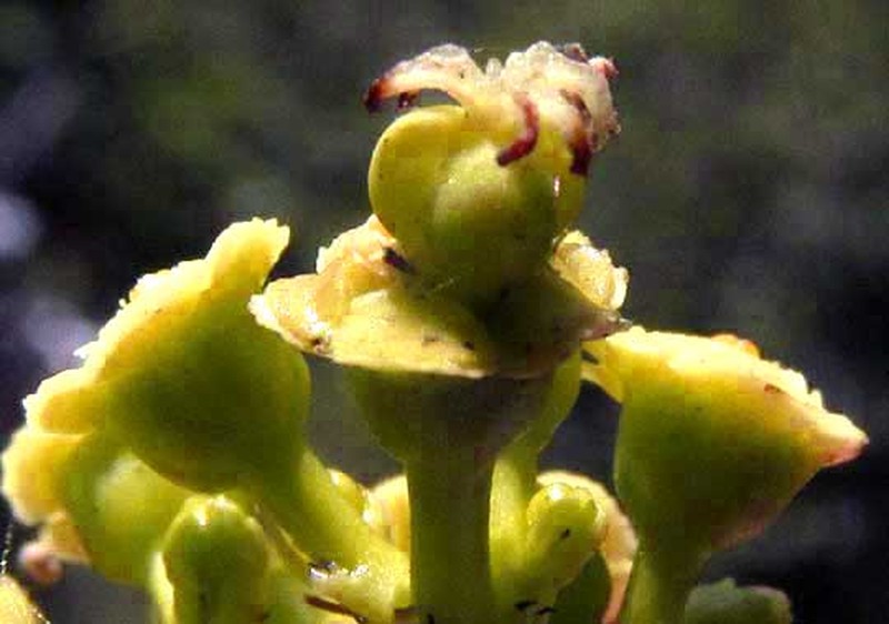 Euphorbia schlechtendalii photo 2