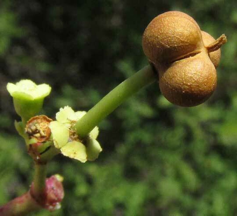 Euphorbia schlechtendalii photo 3