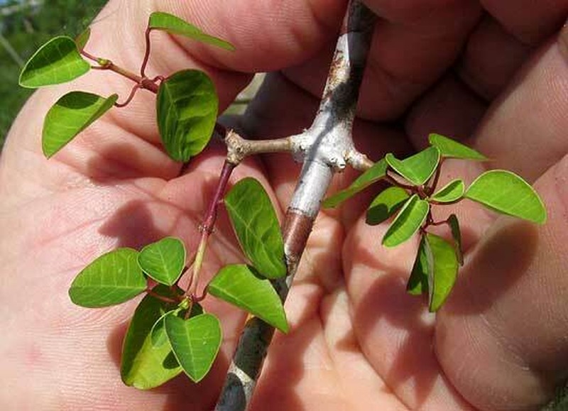 Euphorbia schlechtendalii photo 4