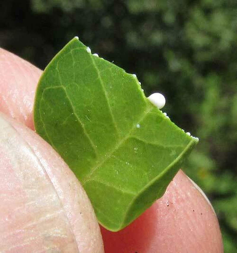 Euphorbia schlechtendalii photo 5