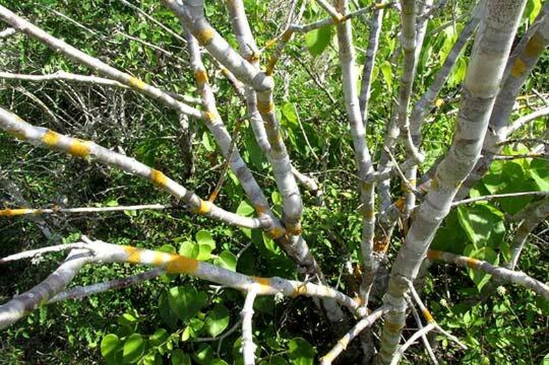Euphorbia schlechtendalii photo 6