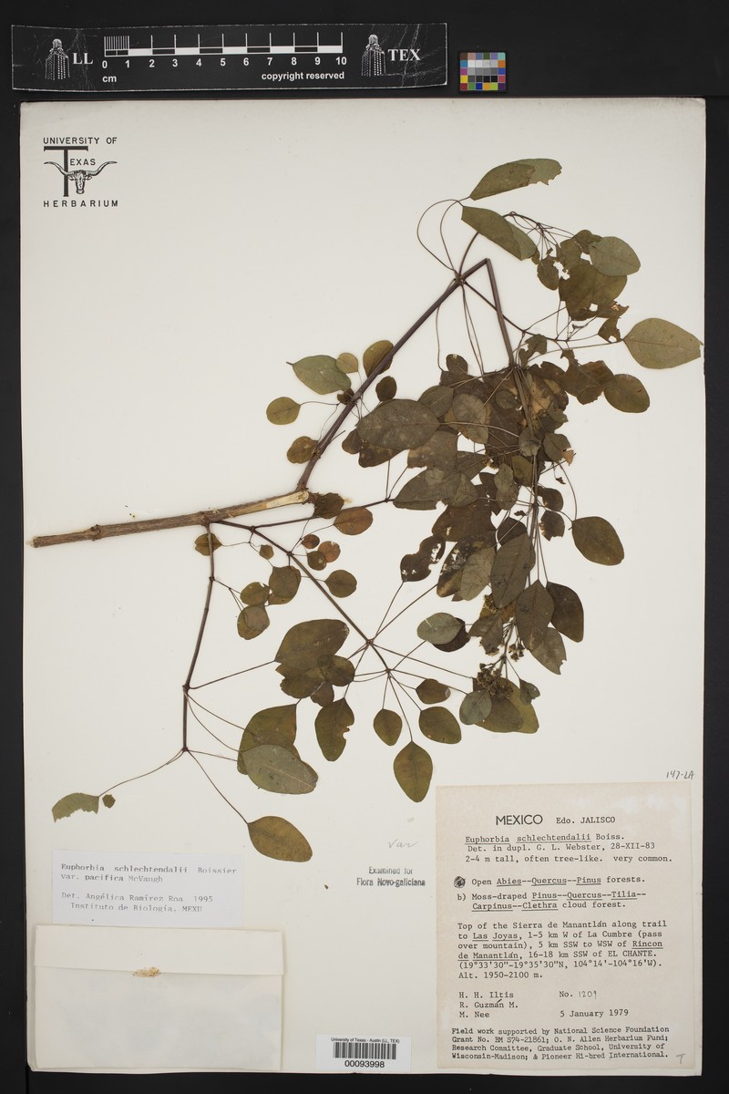 Euphorbia schlechtendalii var. pacifica