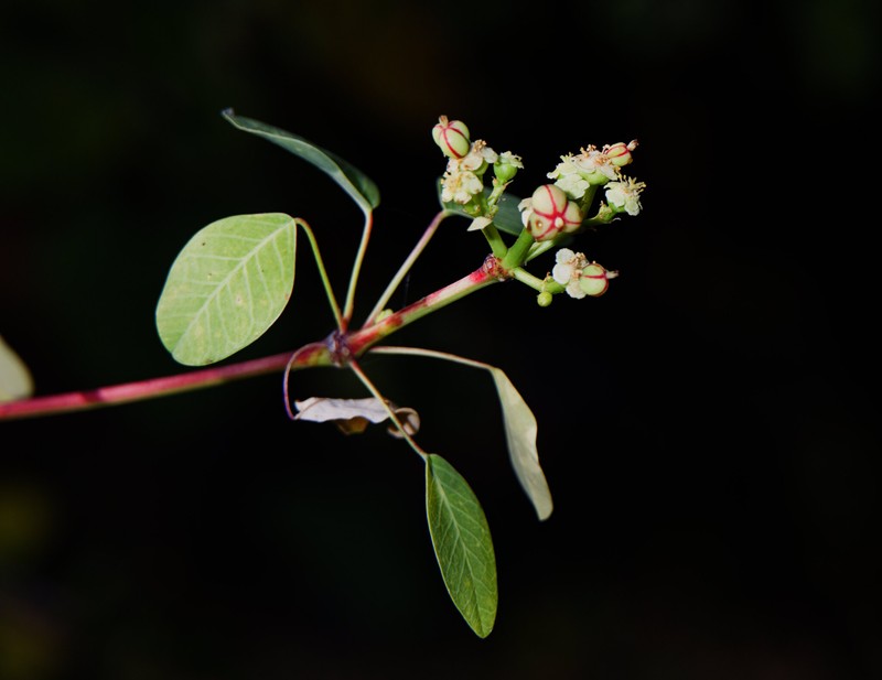Euphorbia schlechtendalii var. schlechtendalii