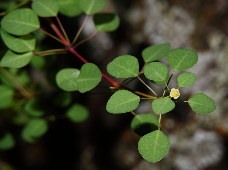 Euphorbia schlechtendalii var. schlechtendalii photo 2