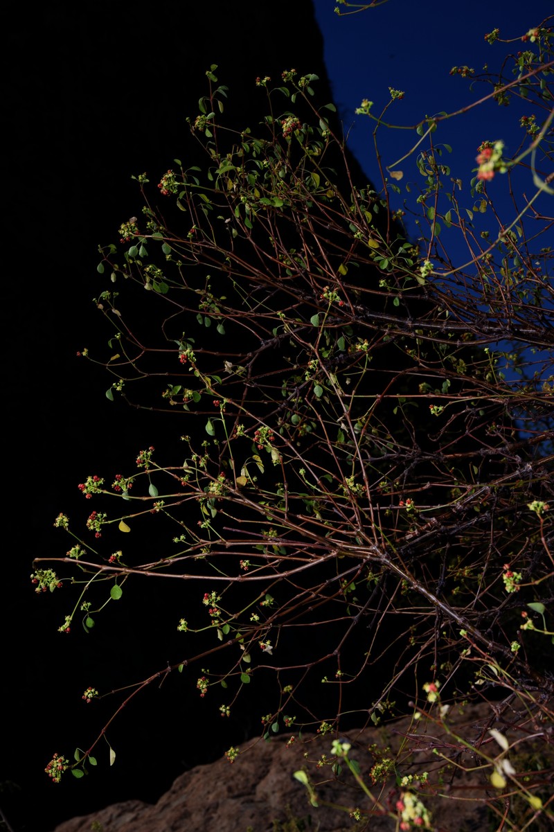 Euphorbia schlechtendalii var. schlechtendalii photo 3