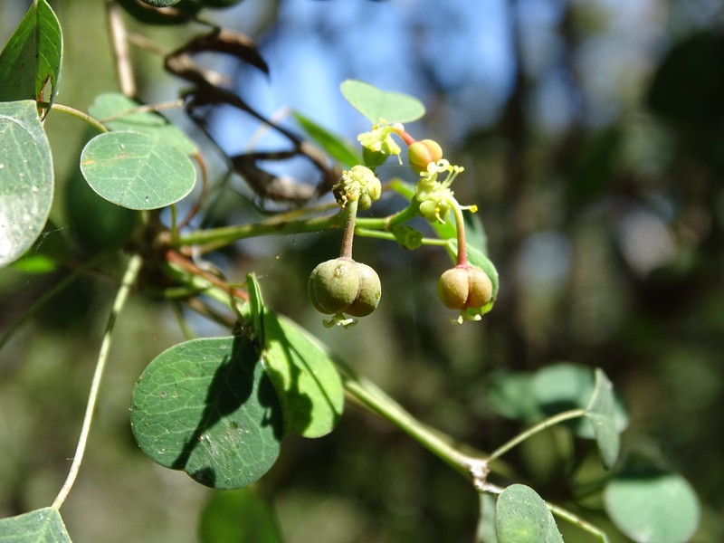 Euphorbia schlechtendalii var. schlechtendalii photo 5