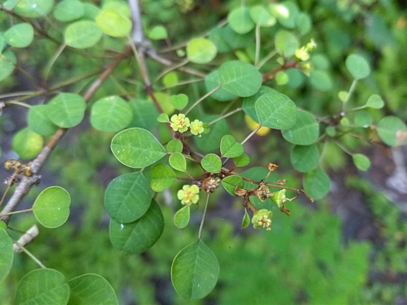 Euphorbia schlechtendalii var. schlechtendalii photo 6