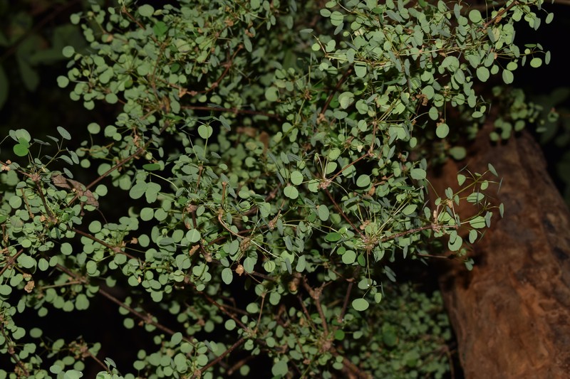 Euphorbia schlechtendalii var. schlechtendalii photo 7