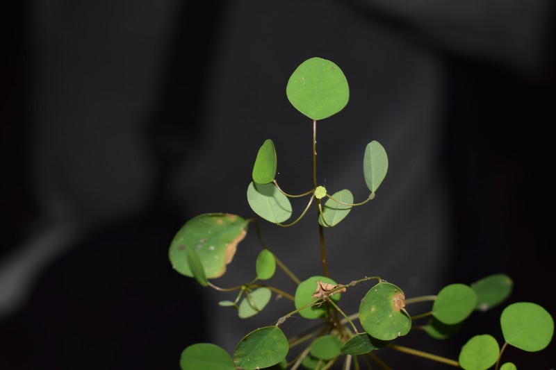 Euphorbia schlechtendalii var. schlechtendalii photo 8