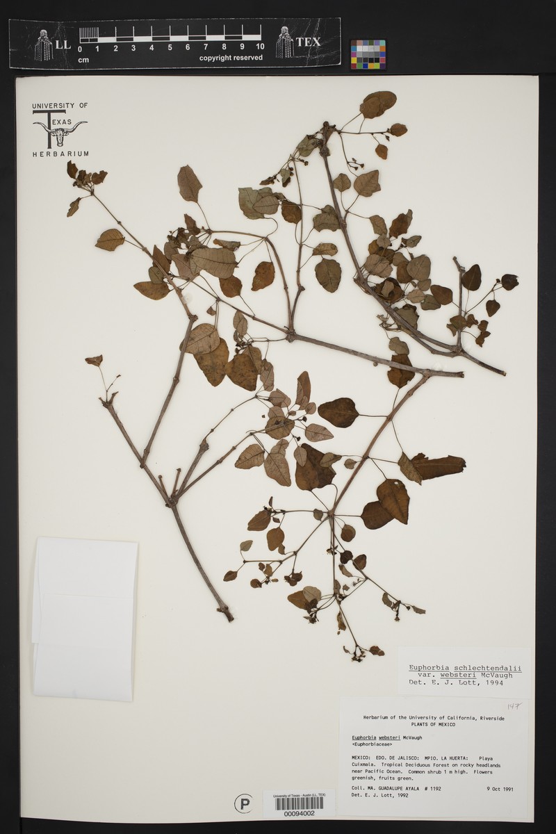 Euphorbia schlechtendalii var. websteri