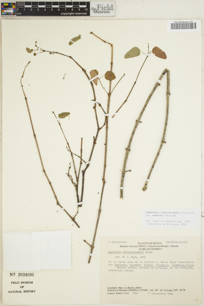 Euphorbia schlechtendalii var. websteri photo 2