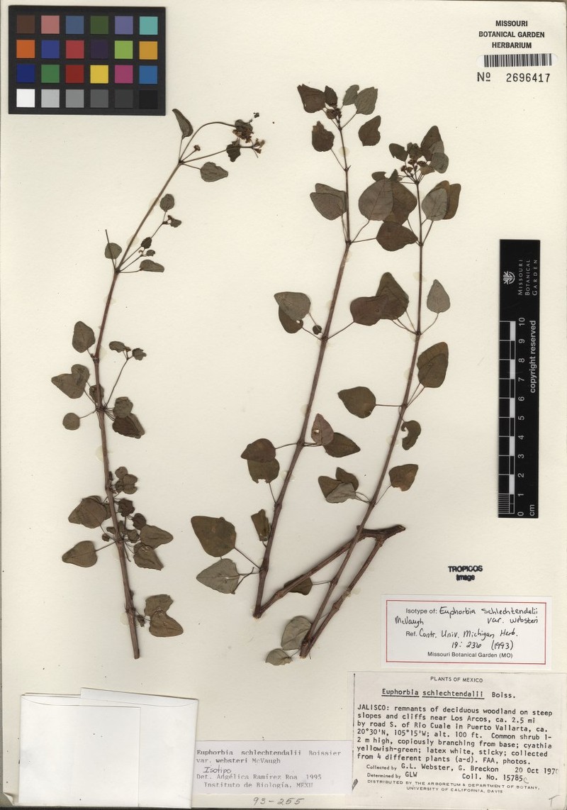 Euphorbia schlechtendalii var. websteri photo 3