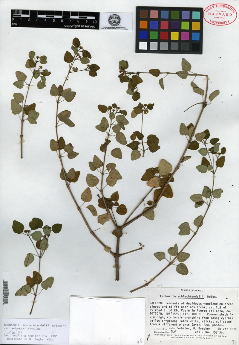 Euphorbia schlechtendalii var. websteri photo 5