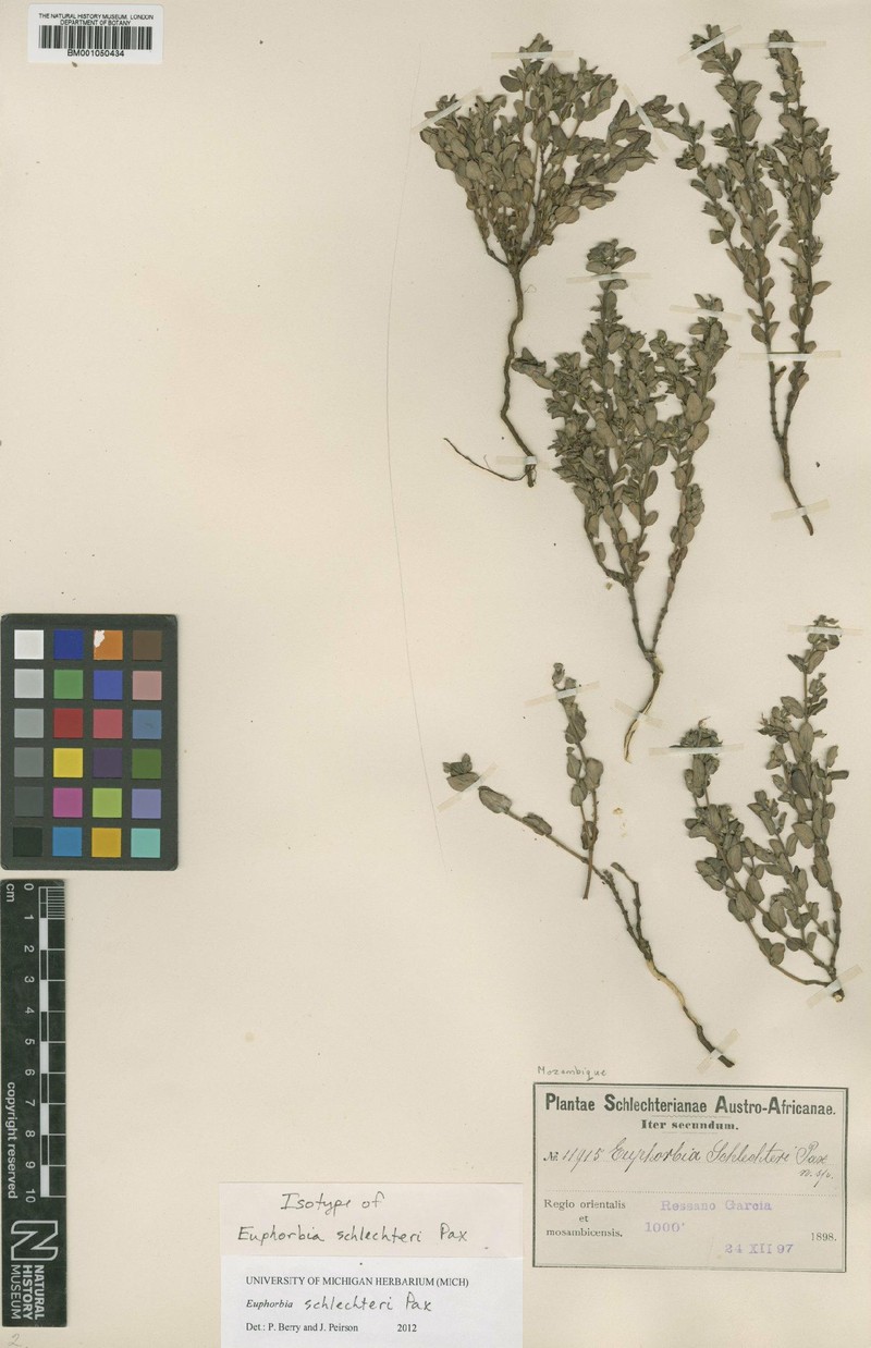 Euphorbia schlechteri photo 2