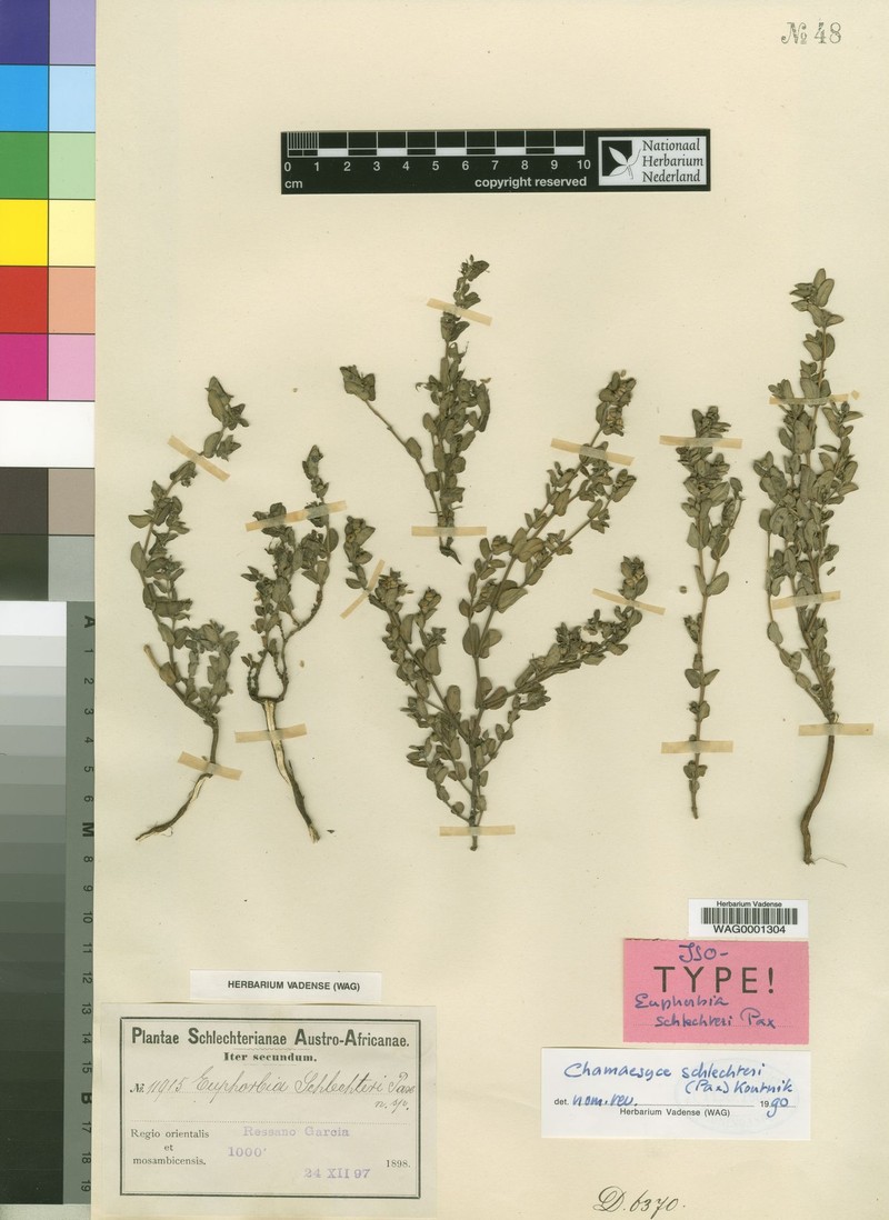 Euphorbia schlechteri photo 3