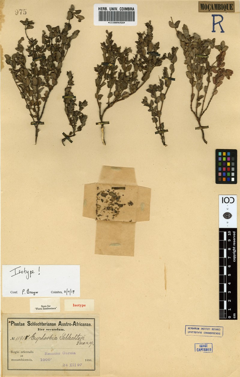 Euphorbia schlechteri
