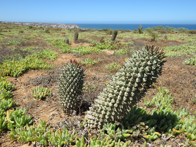 Euphorbia schoenlandii