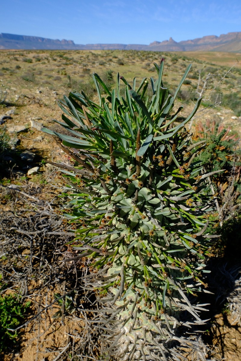 Euphorbia schoenlandii photo 2