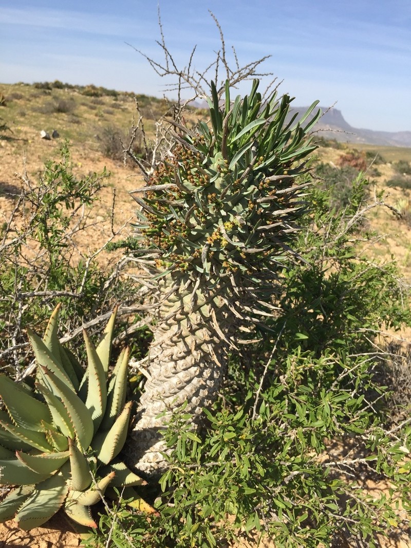Euphorbia schoenlandii photo 3