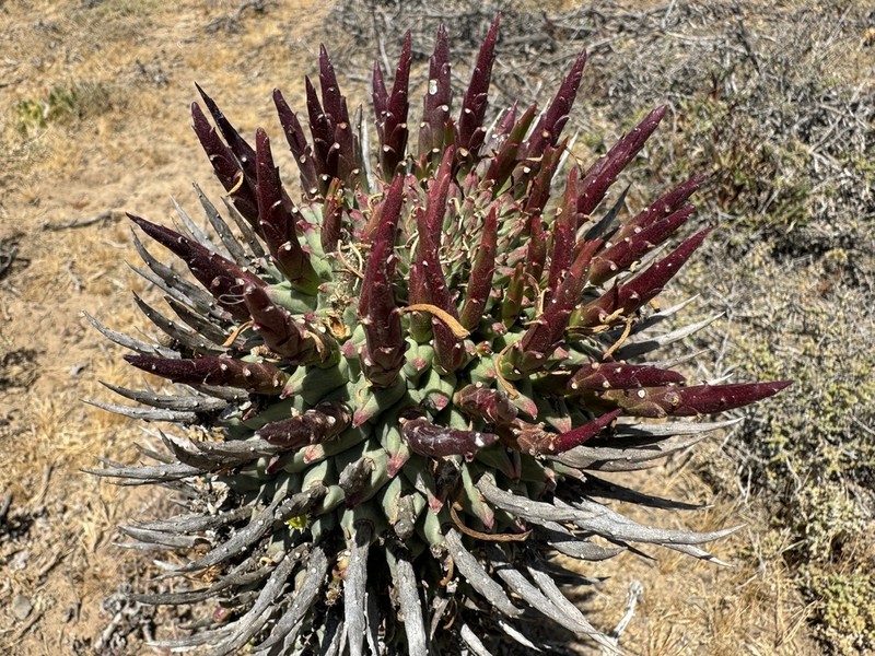 Euphorbia schoenlandii photo 4