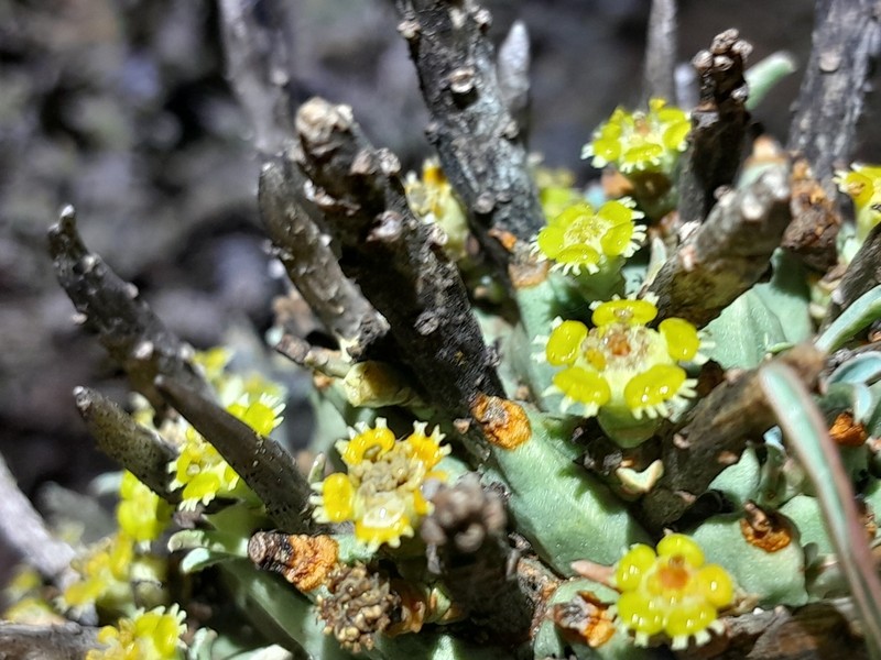 Euphorbia schoenlandii photo 5