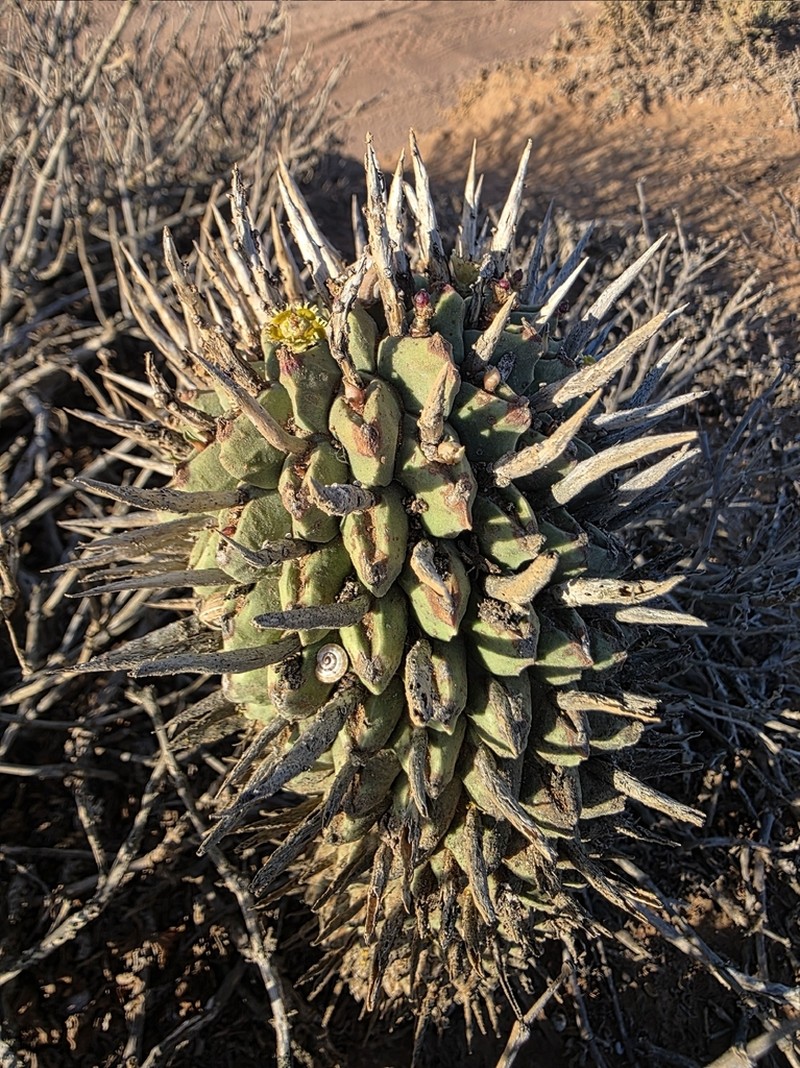 Euphorbia schoenlandii photo 6