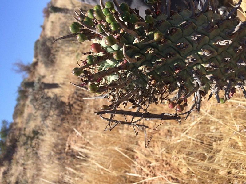 Euphorbia schoenlandii photo 8