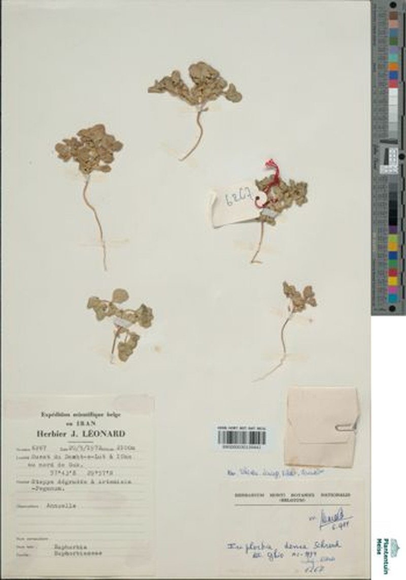 Euphorbia schottiana photo 3