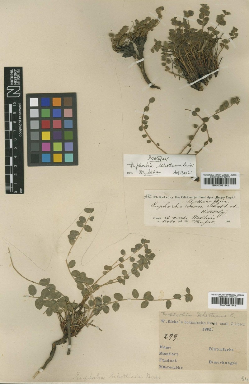 Euphorbia schottiana photo 5
