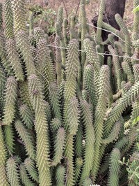 Euphorbia schubei