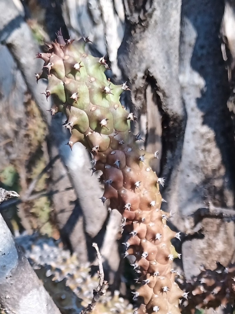 Euphorbia schubei photo 2