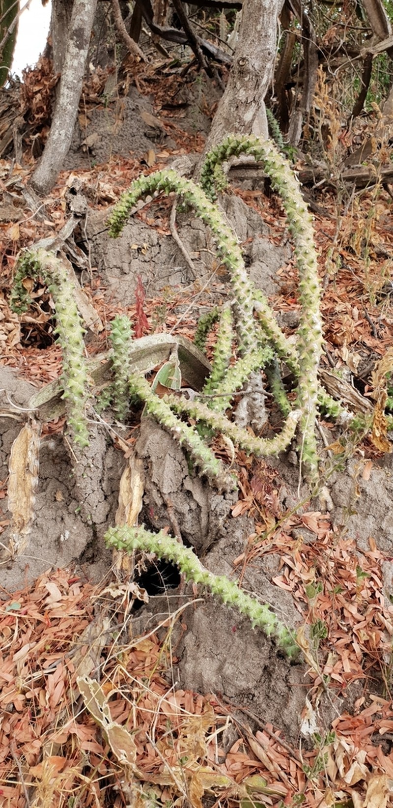 Euphorbia schubei photo 3
