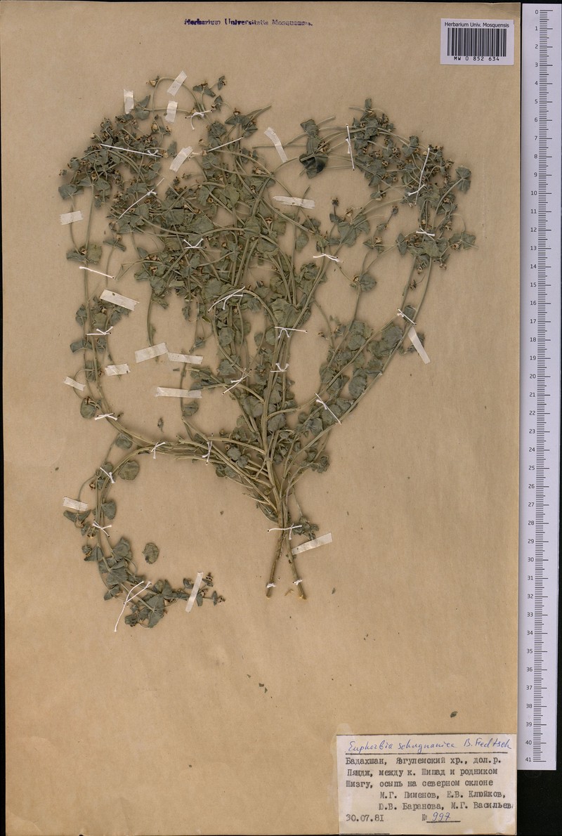 Euphorbia schugnanica
