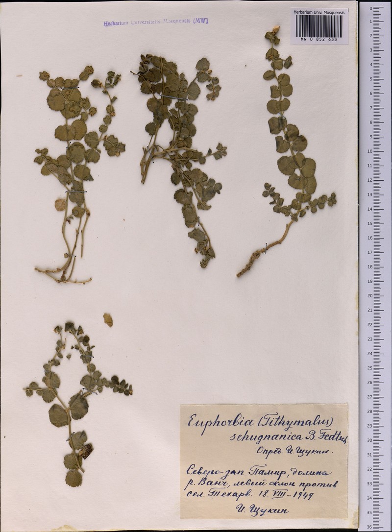 Euphorbia schugnanica photo 2