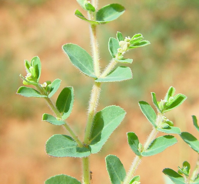 Euphorbia schultzii