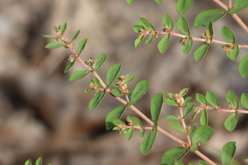 Euphorbia schultzii photo 2
