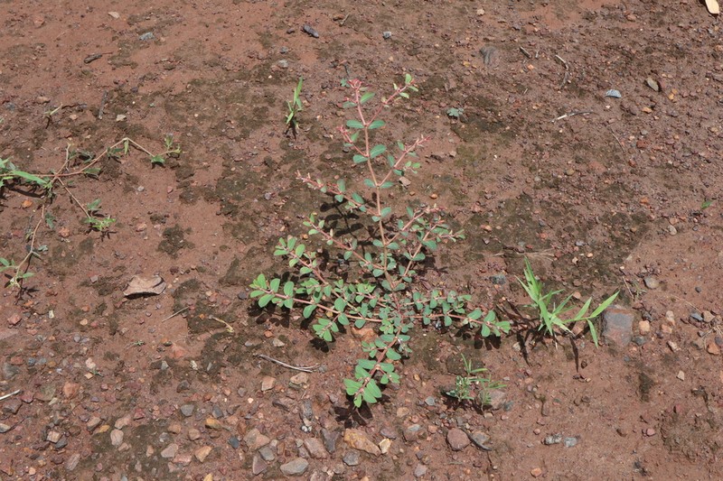 Euphorbia schultzii photo 4