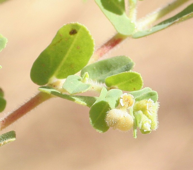 Euphorbia schultzii photo 5