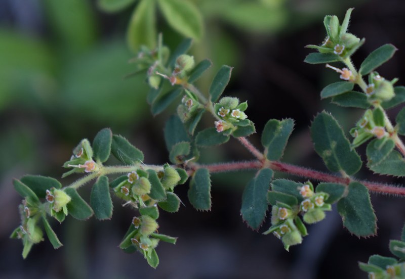 Euphorbia schultzii photo 6
