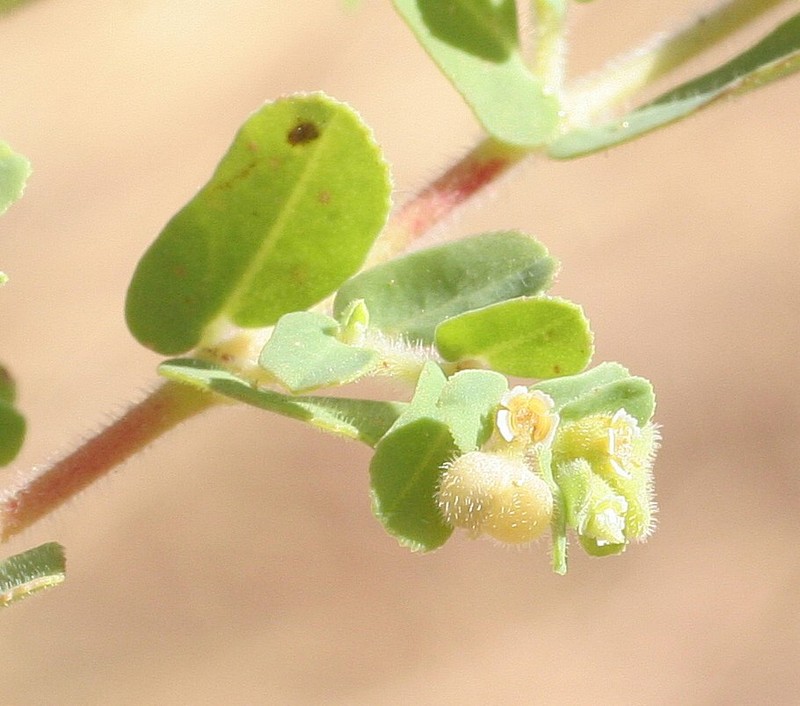 Euphorbia schultzii var. comans