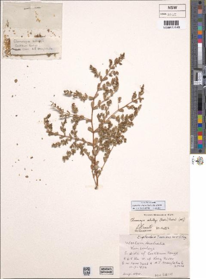 Euphorbia schultzii var. schultzii