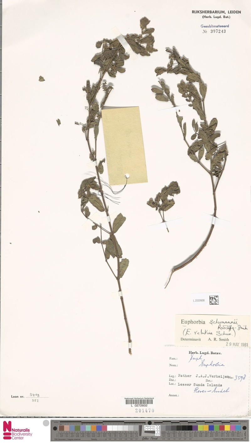 Euphorbia schumannii
