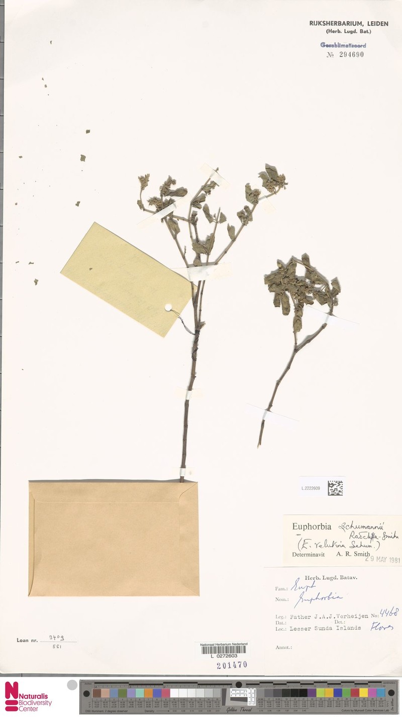 Euphorbia schumannii photo 2