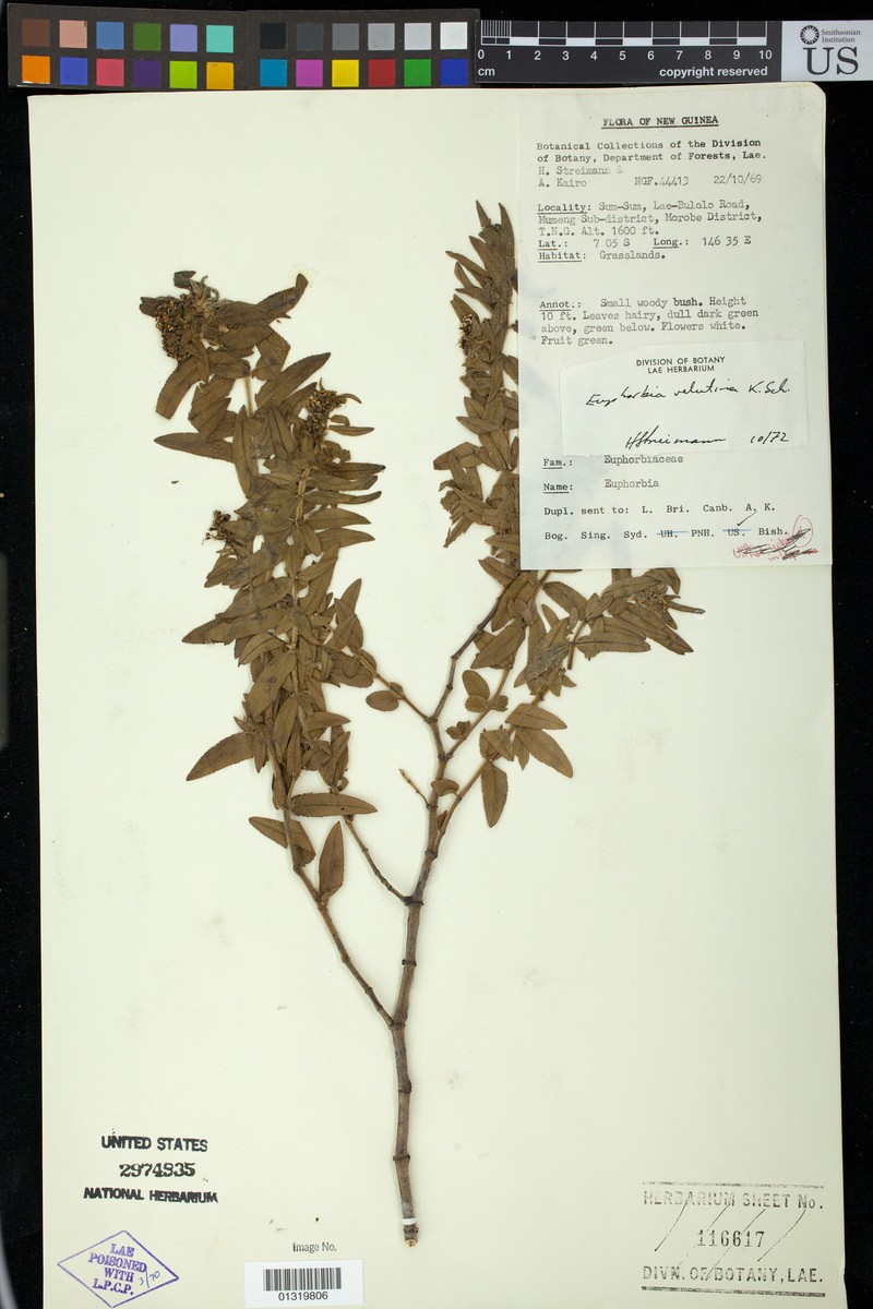 Euphorbia schumannii photo 3