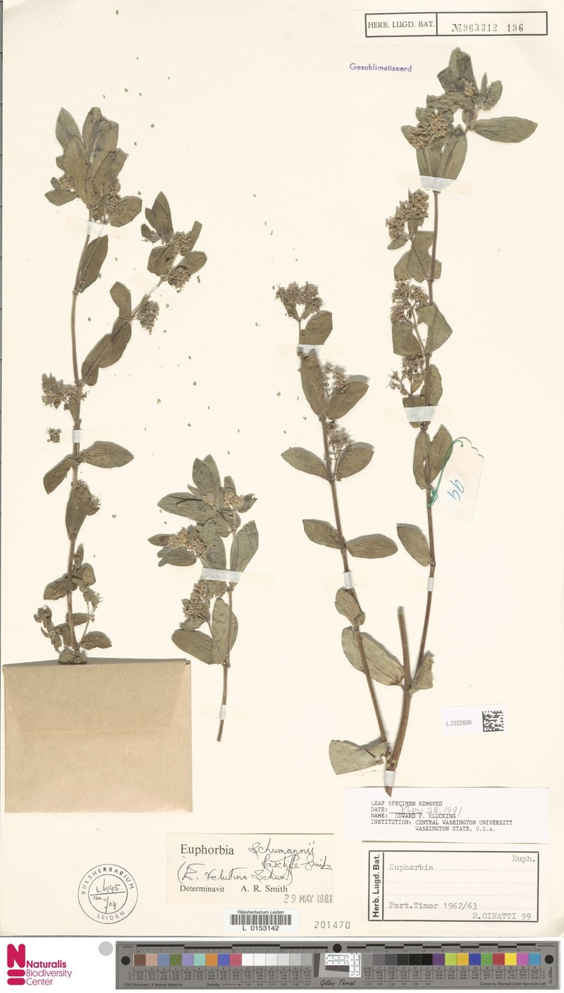 Euphorbia schumannii photo 4