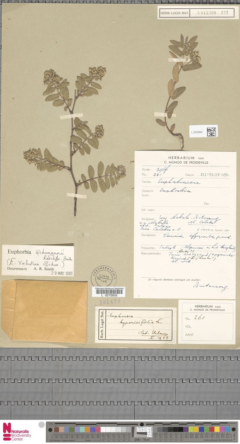 Euphorbia schumannii photo 6