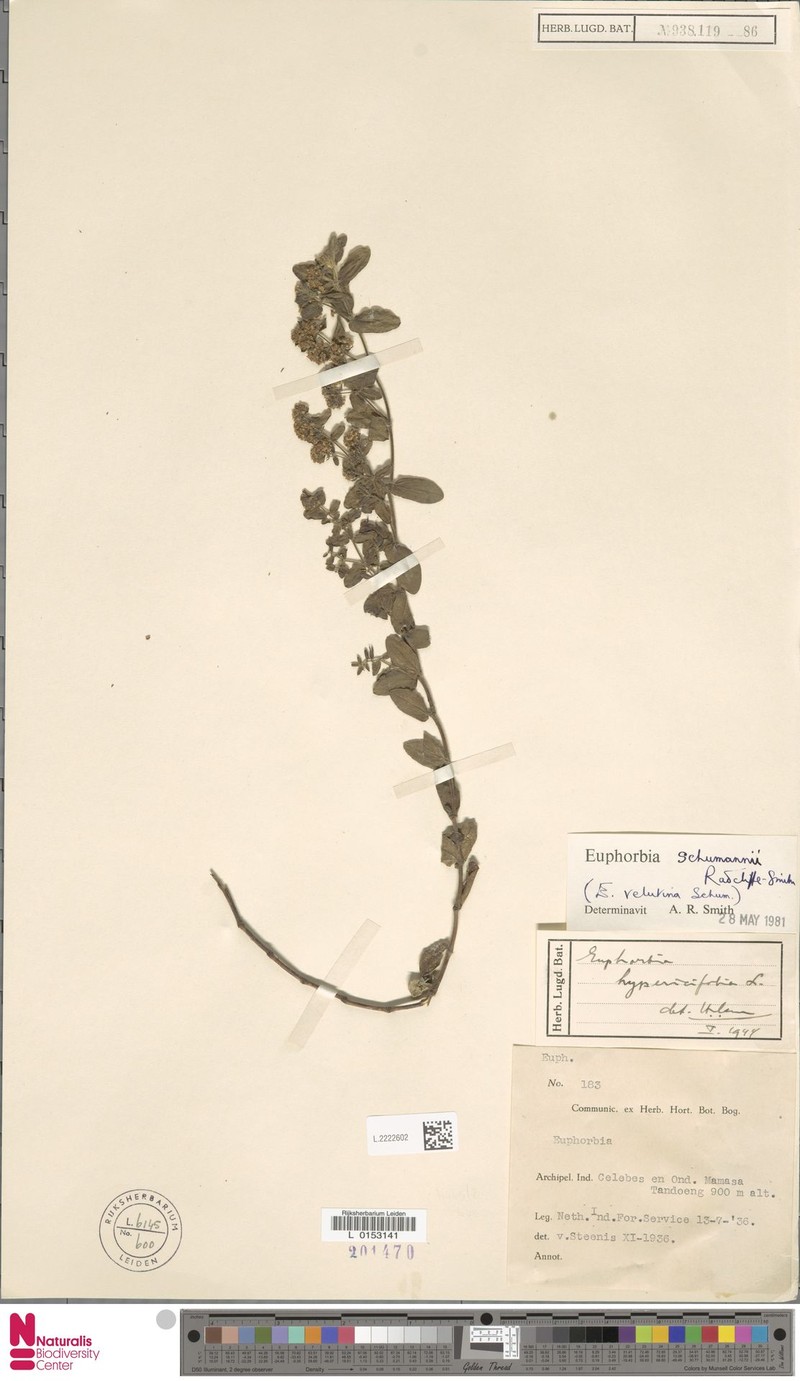 Euphorbia schumannii photo 7