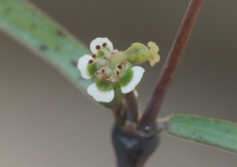 Euphorbia schweinfurthii photo 2