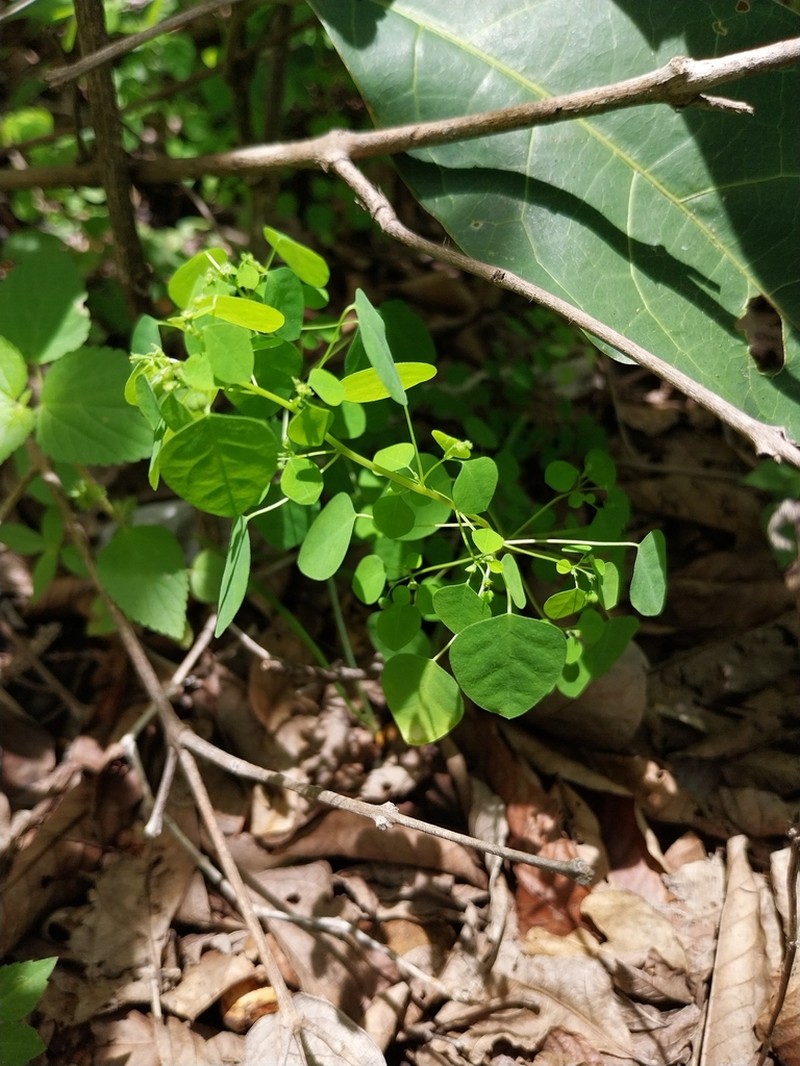 Euphorbia sciadophila photo 2