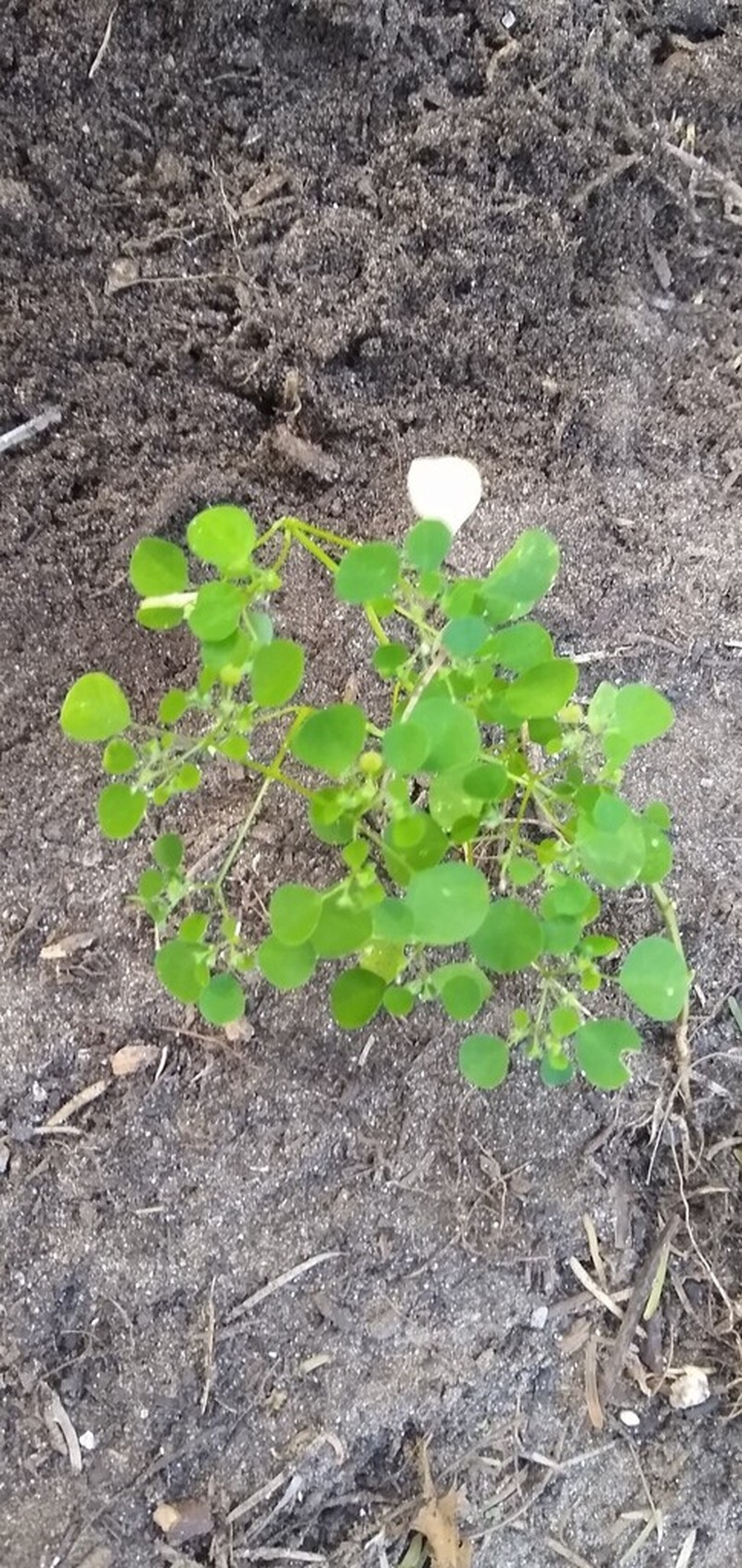Euphorbia sciadophila photo 3